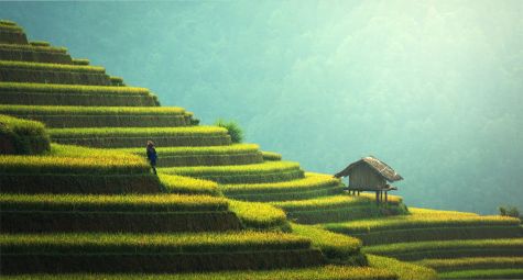 Photo of a Chinese rice terrace